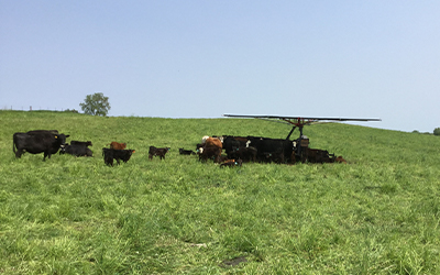 a Traveling Shade Structure in a field with cows gathered underneath
