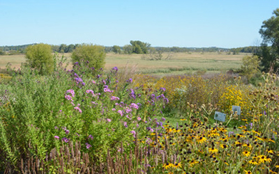 Flowering native plants in a prairie