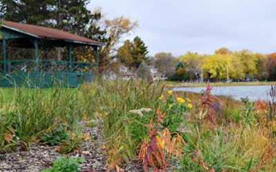 Native Plantings along a shore with a lake in the background