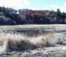 wetland restoration