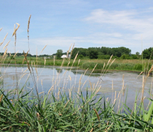 Wetland viewed through grasses