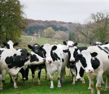 dairy cows