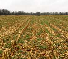 cover crops in green growing between brown rows of corn stalks