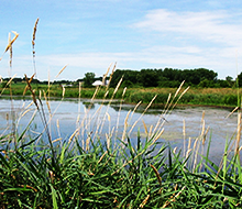 a wetland in a rural field