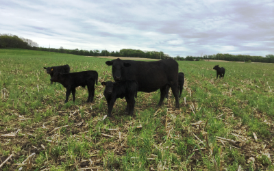 Black cows grazing on green cover crops