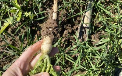hand holding a tillage radish in a cover crop mix