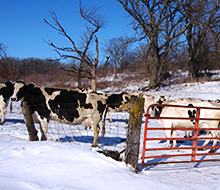 dairy cows at a gate on a snow covered ground