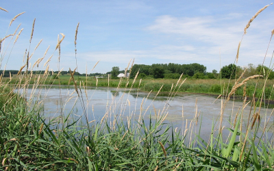 close up of a rural wetland surrounded by  plants