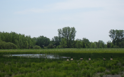 a group of geese visit a wetland scrape in a rural field