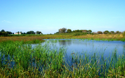 a wetland area in the countryside has grasses and other vegetation growing around it 