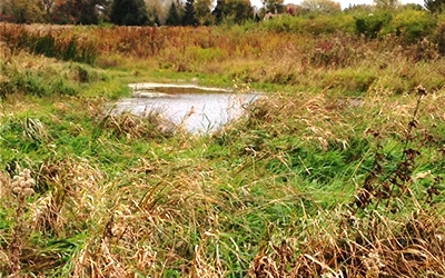 wetland water area surrounded by grass