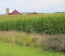 Farm buildings in the distance with a cornfield in the foreground