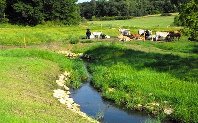 Cattle Fenced from Stream