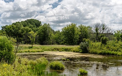 wetland with aquatic plants with trees in the background